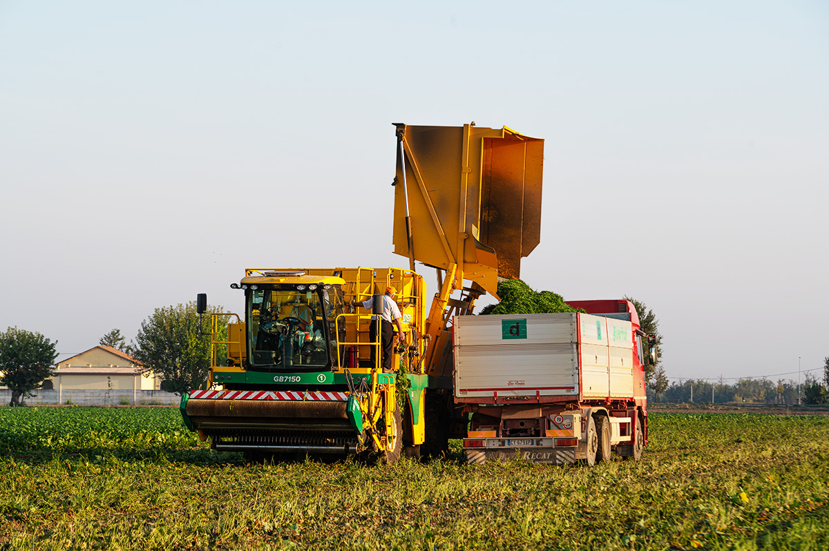 Raccolta meccanizzata dei fagiolini
