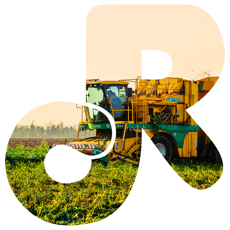 R di Riverfrut, raccolta meccanizzata dei fagiolini. Dalla terra alla tavola.