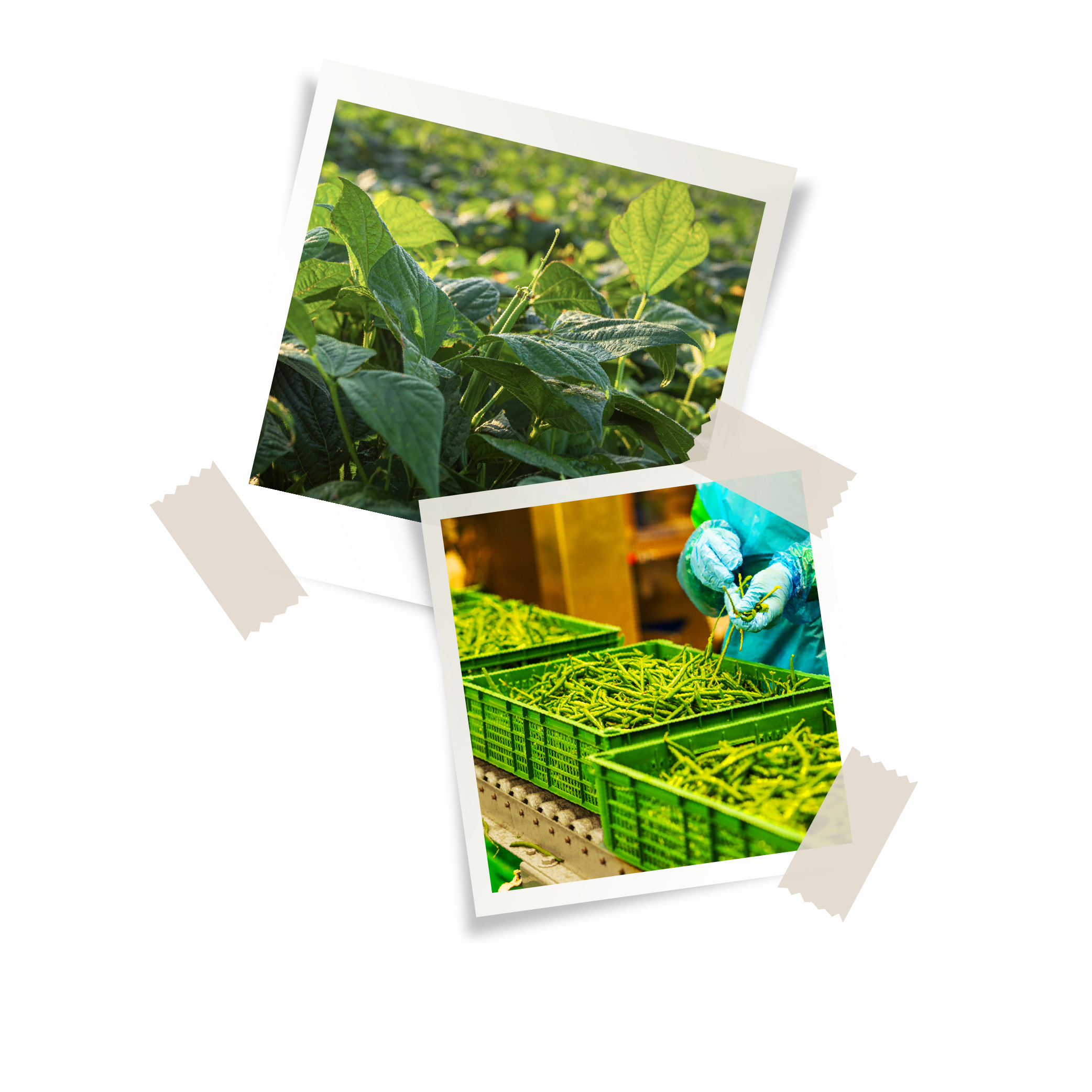 Piante di fagiolini e raccolta meccanizzata pomodori