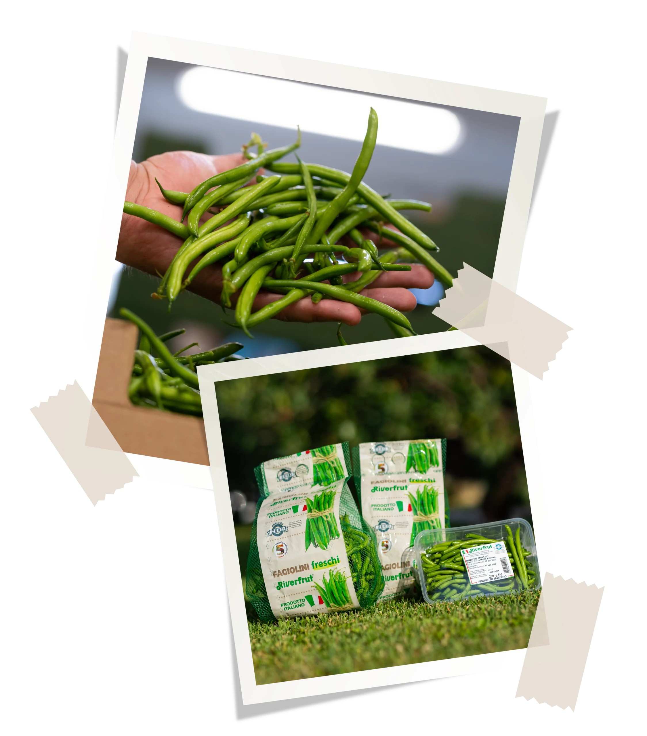 Produzione fagiolini Riverfrut