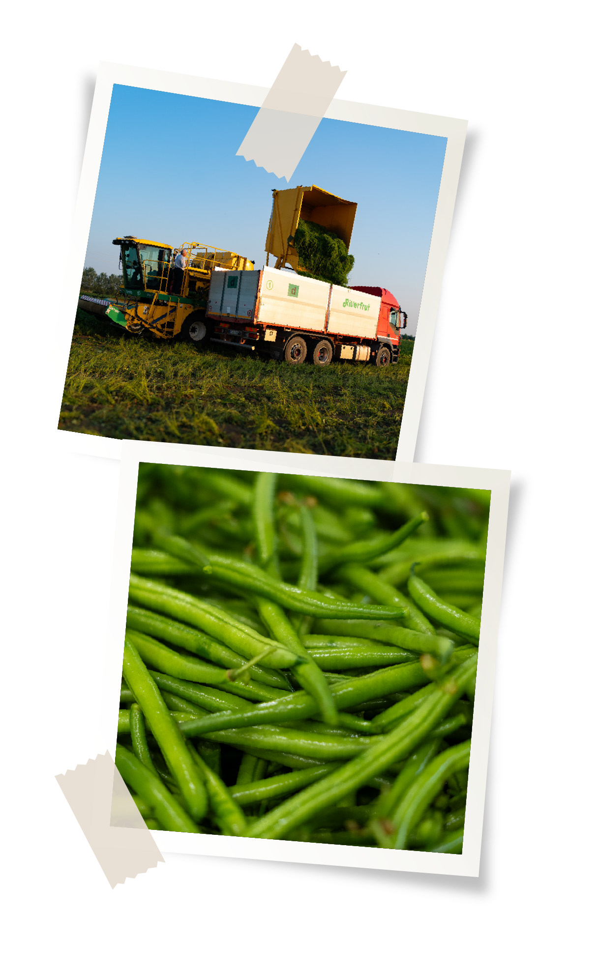 Filiera riverfrut: fasi di raccolta nl campo e di selezione dei fagiolini